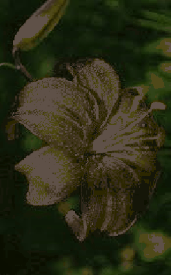Bordowa lilia